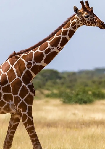 Giraffe