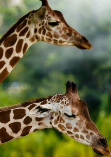 Giraffe