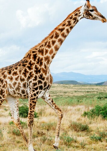 Giraffe