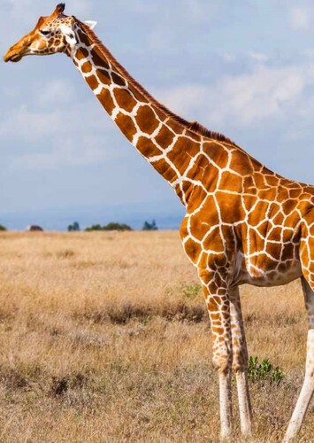 Giraffe