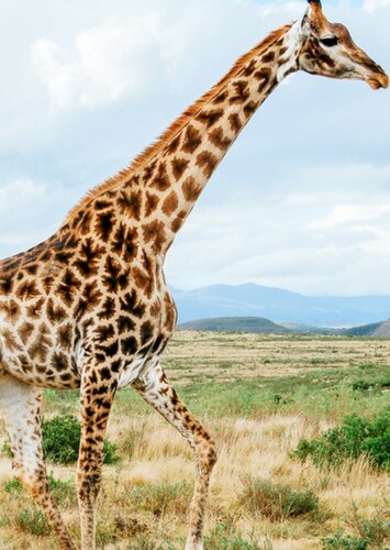 Giraffe