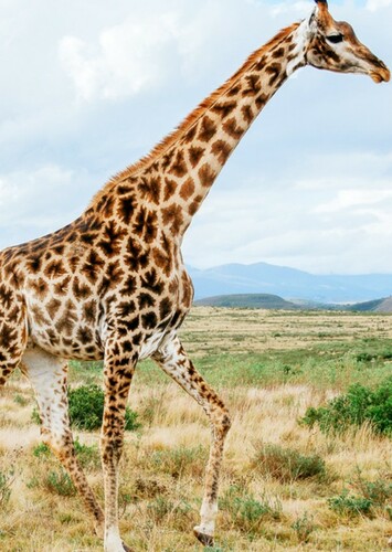 Giraffe