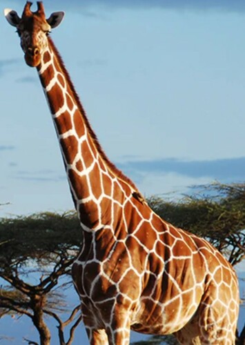 Giraffe
