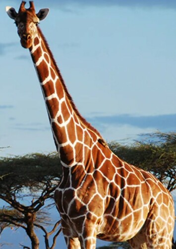 Giraffe