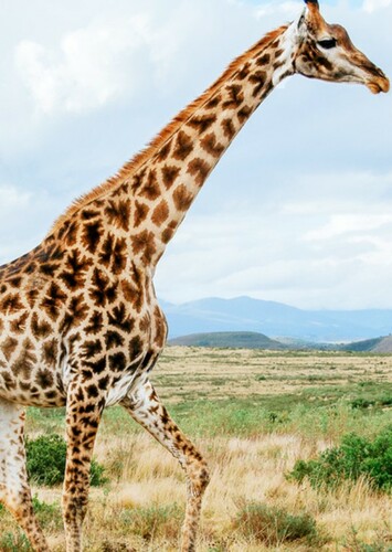 Giraffe