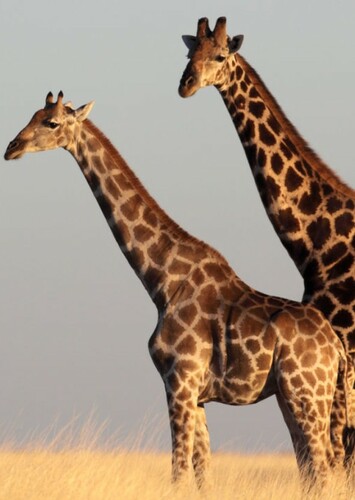 Giraffe