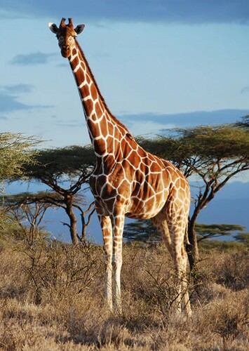 Giraffe
