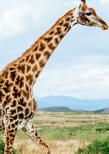 Giraffe