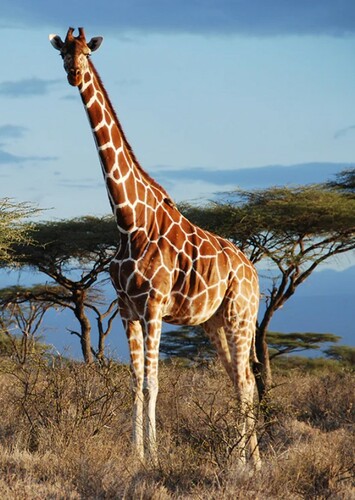 Giraffe
