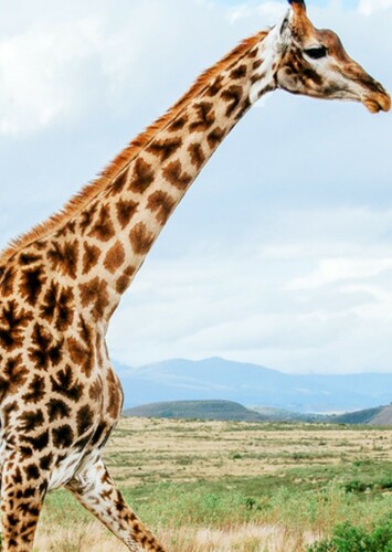 Giraffe
