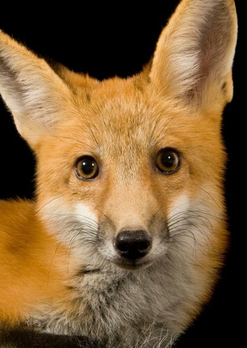 Glamrock Foxy