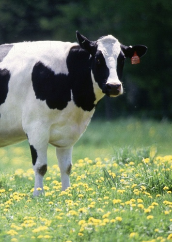 Glen the Cow