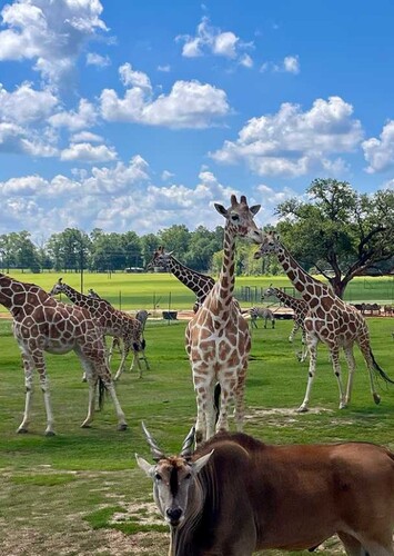 Global Wildlife Center