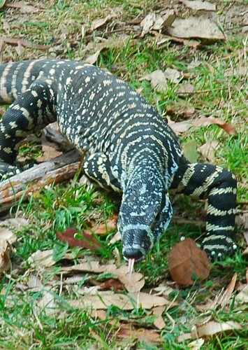 Goanna