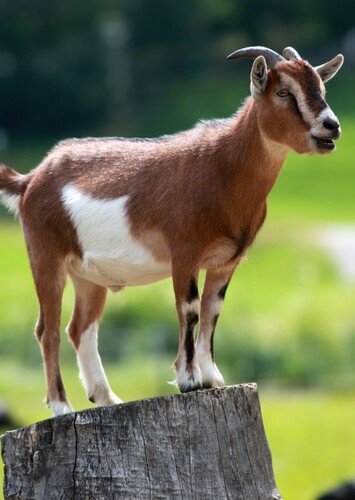 Goat