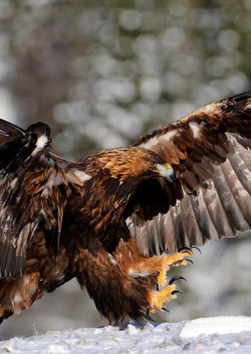 Golden Eagle