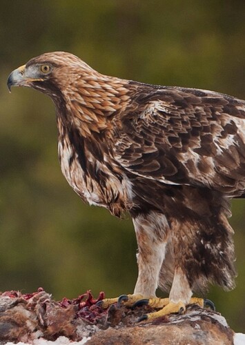Golden Eagle