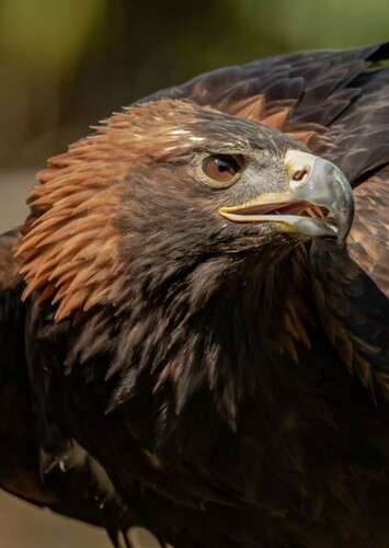 Golden Eagle