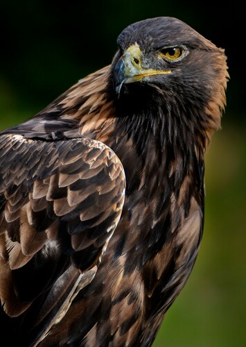 Golden Eagle