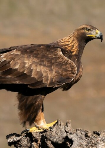 Golden Eagle