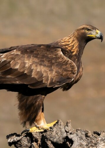 Golden Eagle