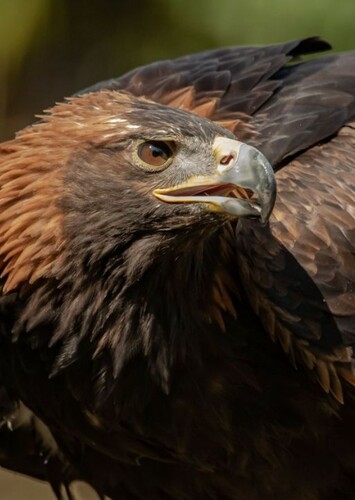 Golden Eagle