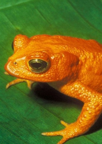 Golden Toad