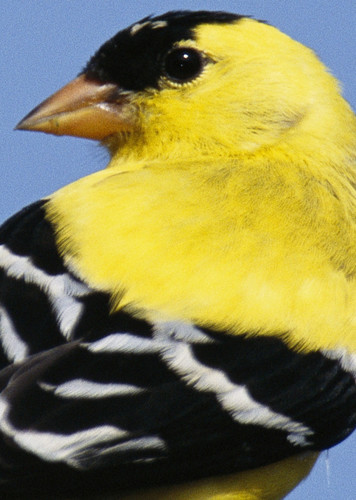 Goldfinch