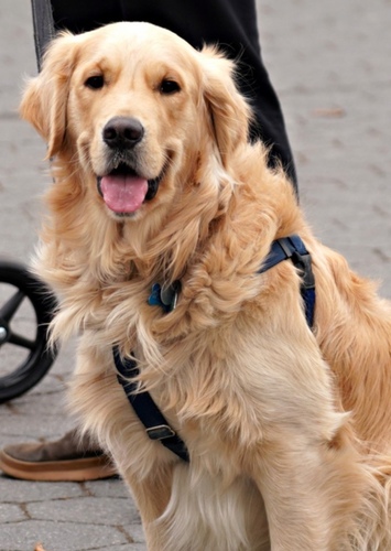 Goldie The Golden Retriever