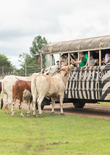 Gone Wild Safari