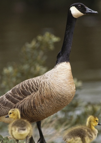 Goose