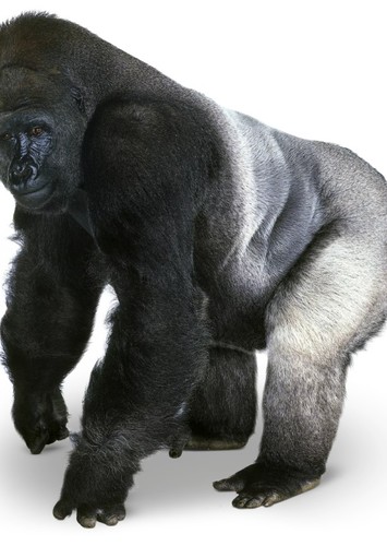 Gorilla