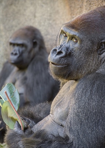Gorilla