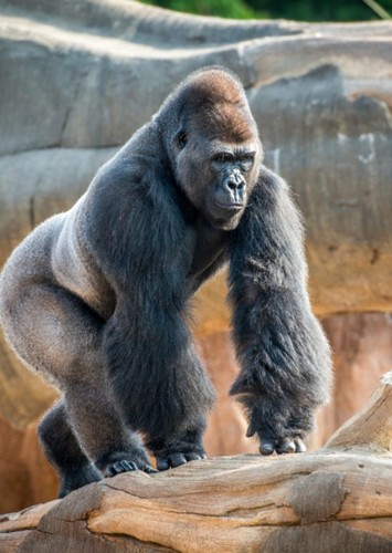 Gorilla