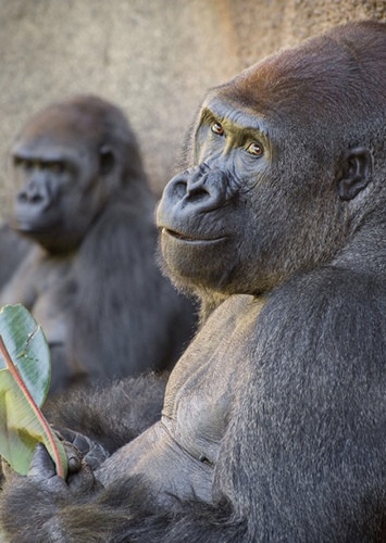 Gorilla