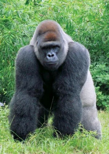 Gorilla