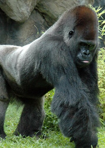 Gorilla
