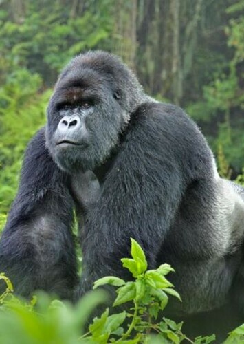 Gorilla