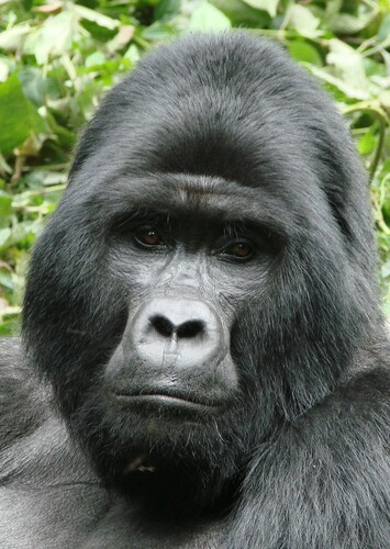 Mountain Gorilla