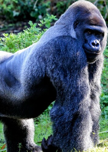 Gorilla