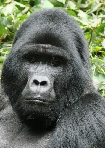 Gorilla