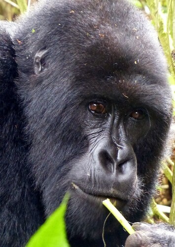 Gorilla
