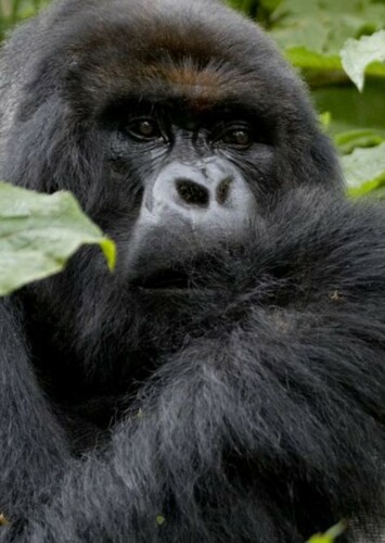 Gorilla
