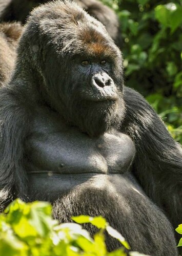 Gorilla