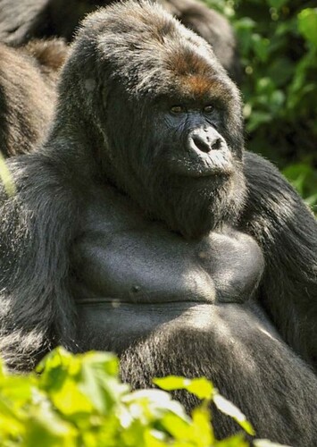 Gorilla