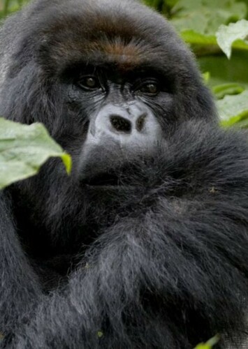 Gorilla