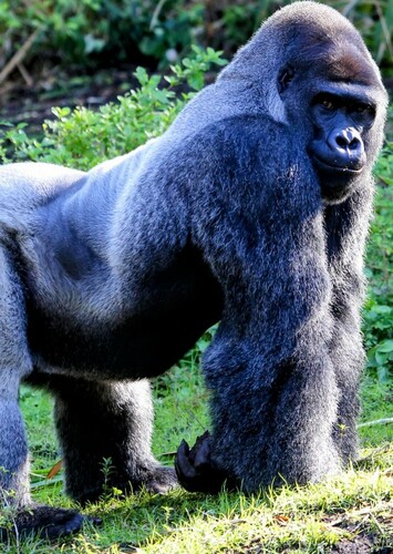 Gorilla