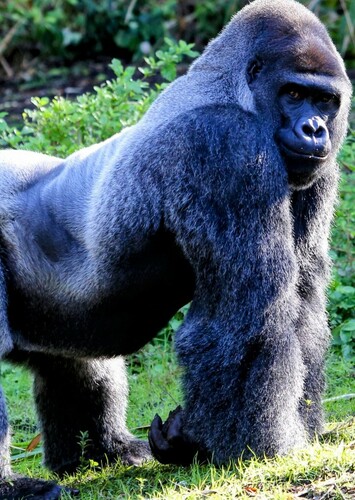 Gorilla