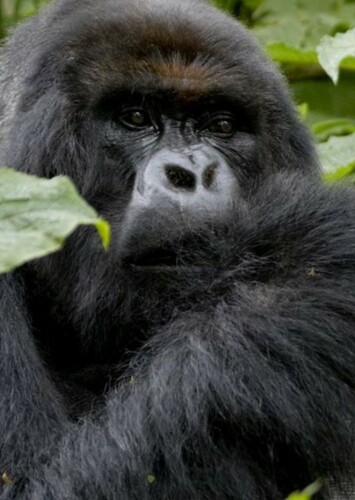 Gorilla
