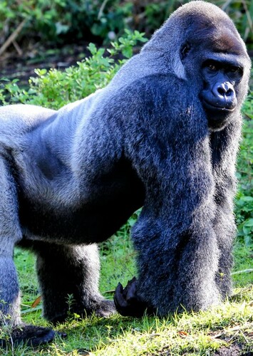 Gorilla